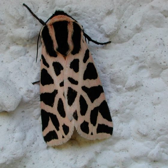 Cymbalophora pudica. falena tigre (Matigge, Trevi) - Foto di Giampaolo Filippucci, Tiziana Ravagli