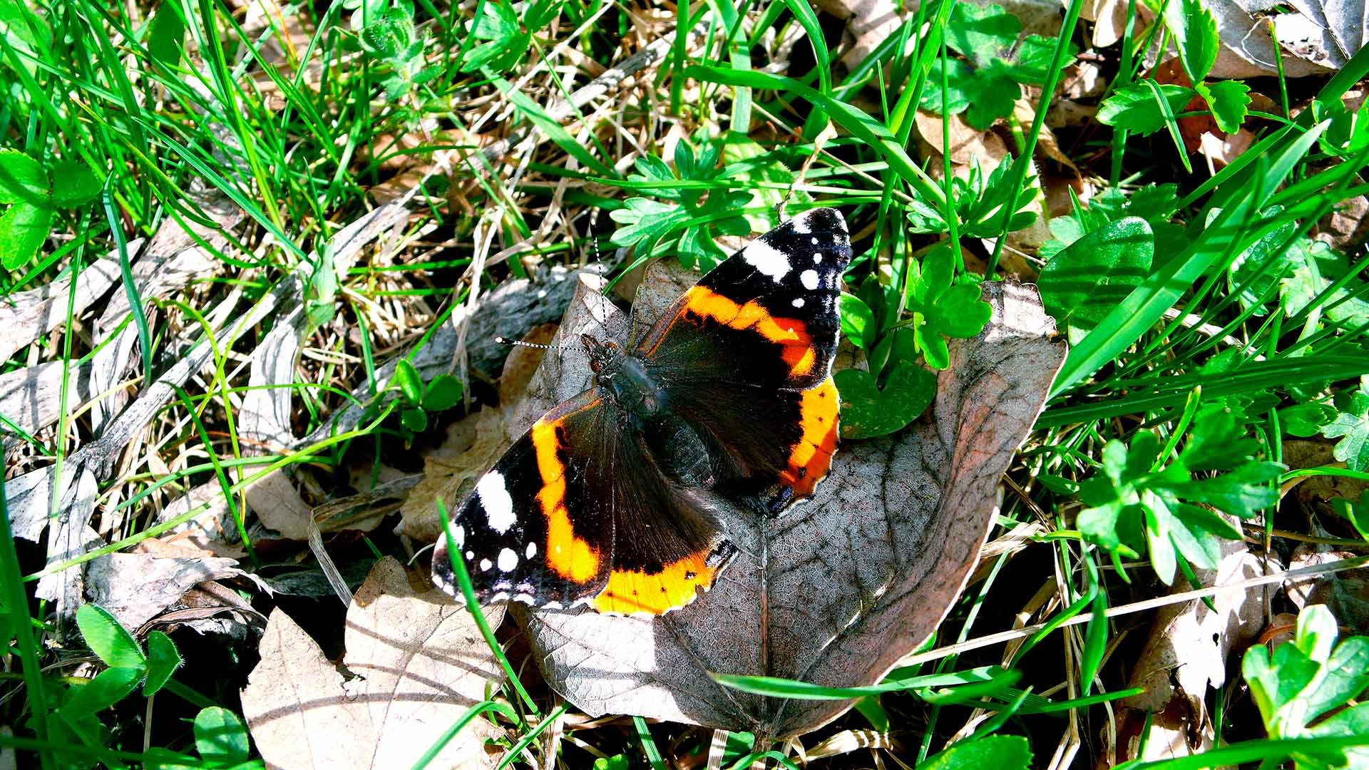 Vanessa atalanta - vanessa atalanta, atalanta, vulcano