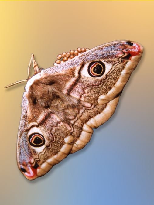 Saturnia pavoniella - pavonia minore