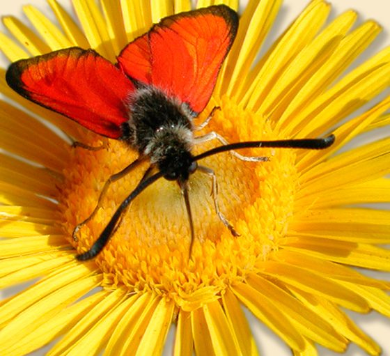 Zygena rubicunda (foto di Giampaolo Filippucci, Tiziana Ravagli)