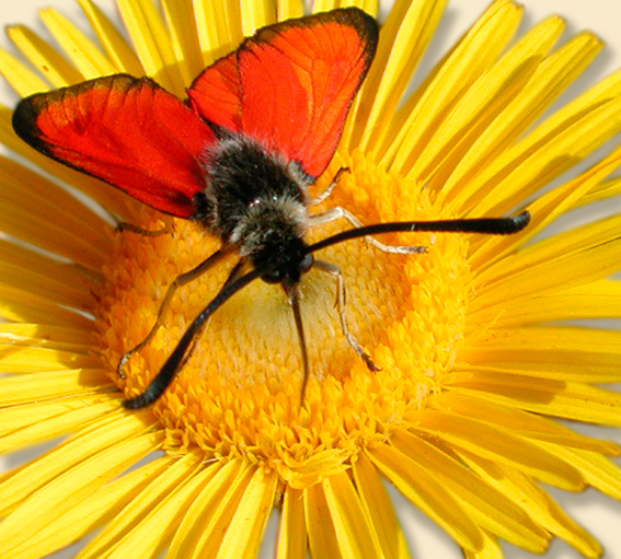 Zygena rubicunda (foto di Giampaolo Filippucci, Tiziana Ravagli)