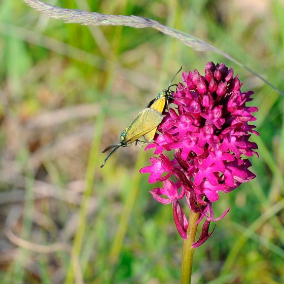 Adscita sp. su Anacamptis pyramidalis - Foto di Giampaolo Filippucci, Tiziana Ravagli