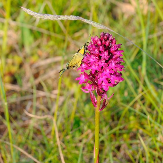 Adscita sp. su Anacamptis pyramidalis - Foto di Giampaolo Filippucci, Tiziana Ravagli