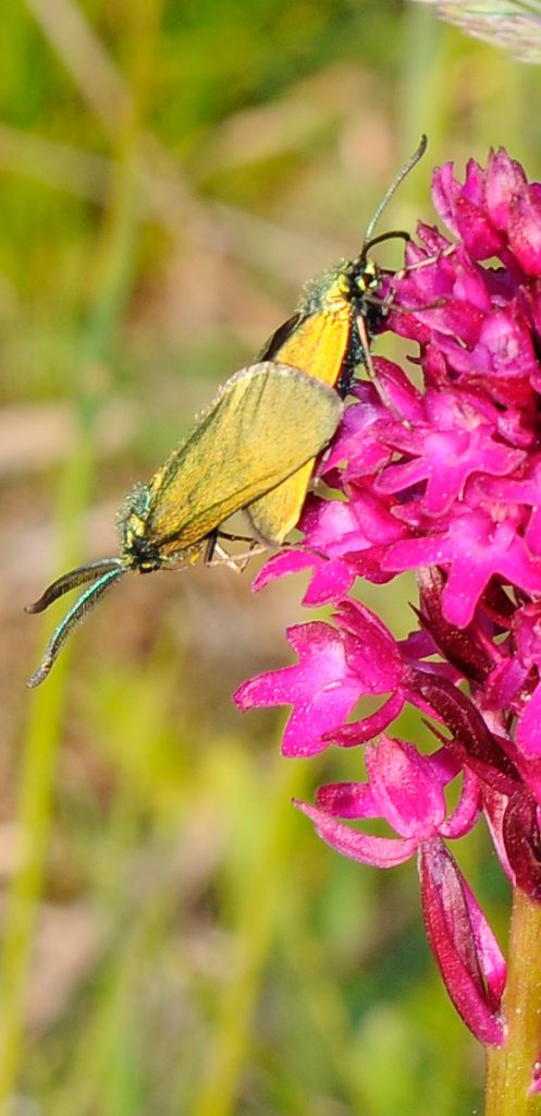 Adscita sp. su Anacamptis pyramidalis - Foto di Giampaolo Filippucci, Tiziana Ravagli