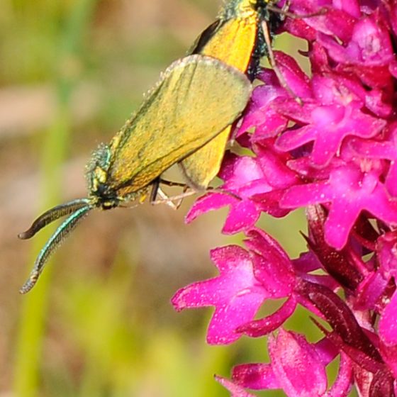 Adscita sp. su Anacamptis pyramidalis - Foto di Giampaolo Filippucci, Tiziana Ravagli