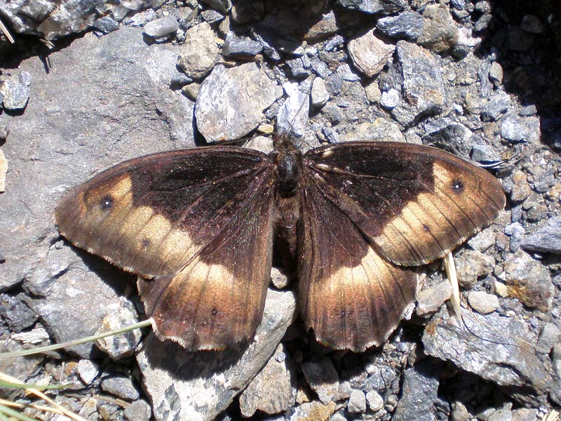 Hipparchia alcyone