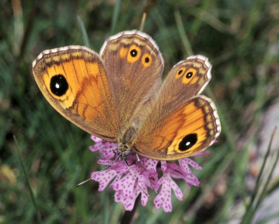 Lasiommata maera - Foto di Paolo Mazzei - www.leps.it - su gentile concessione dell'autore per il progetto 'TreviAmbiente'