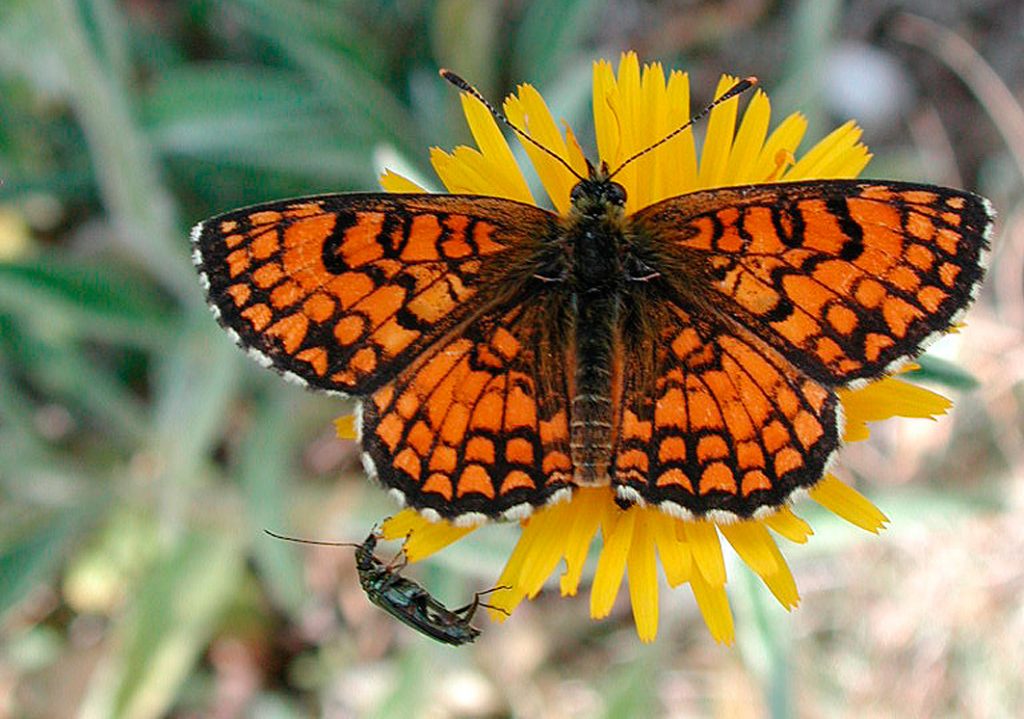 Melitaea athalia - Foto di Giampaolo Filippucci, Tiziana Ravagli