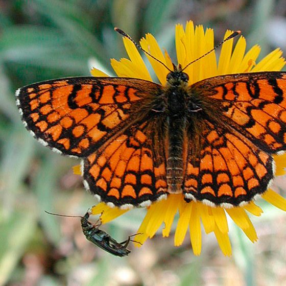 Melitaea athalia - Foto di Giampaolo Filippucci, Tiziana Ravagli