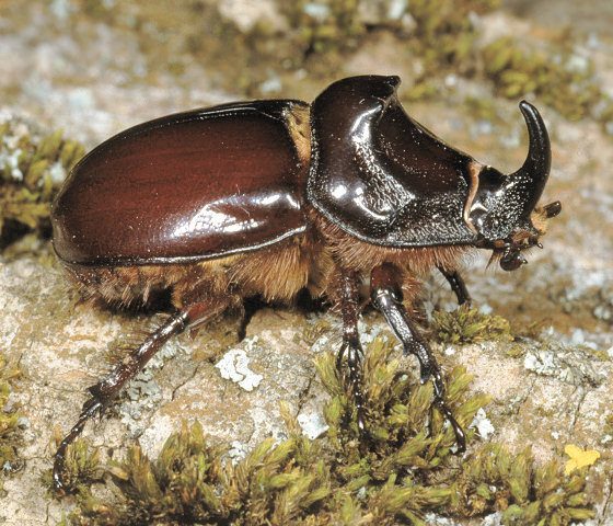 Oryctes nasicornis, scarabeo rinoceronte - Foto di Paolo Mazzei - www.leps.it - su gentile concessione dell'autore per il progetto 'TreviAmbiente'