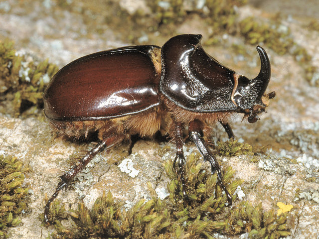 Oryctes nasicornis  – scarabeo rinoceronte