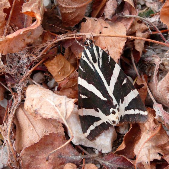 Euplagia quadripunctaria, falena dell'edera, falena tigre - Foto di Giampaolo Filippucci, Tiziana Ravagli