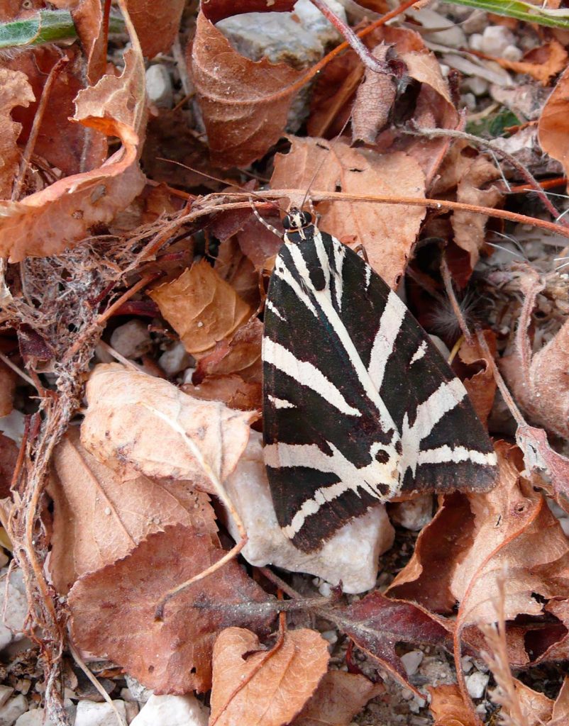 Euplagia quadripunctaria, falena dell'edera, falena tigre - Foto di Giampaolo Filippucci, Tiziana Ravagli