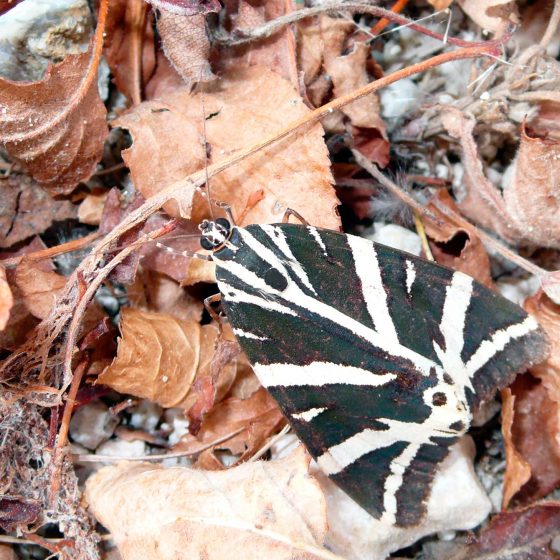 Euplagia quadripunctaria, falena dell'edera, falena tigre - Foto di Giampaolo Filippucci, Tiziana Ravagli