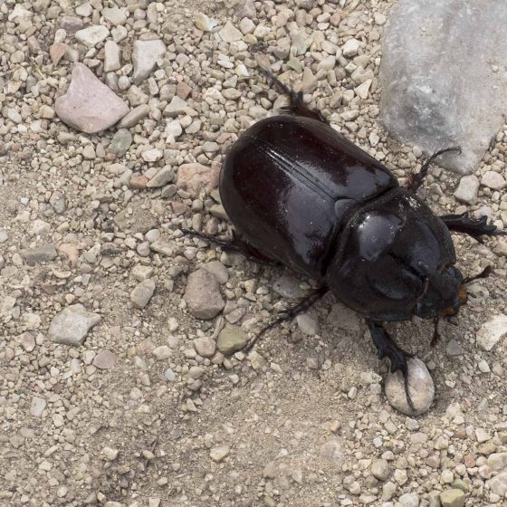 Oryctes nasicornis, scarabeo rinoceronte