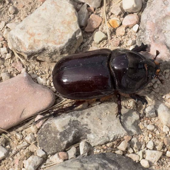 Oryctes nasicornis, scarabeo rinoceronte