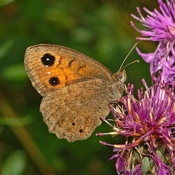 Satyrus ferula, femmina [da wikimedia, foto di Hectonichus Own work, CC BY-SA 3.0, commons.wikimedia.org/w/index.php?curid=20339879]