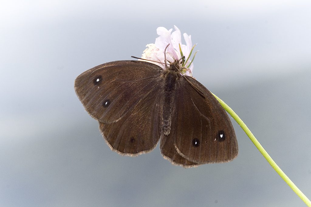 Satyrus ferula, maschio [da wikimedia, by www.invertebradosdehuesca.com www.invertebradosdehuesca.com/2011/08/satyrus-ferula-negra-mayor.html, CC BY 3.0 es, commons.wikimedia.org/w/index.php?curid=18766091]