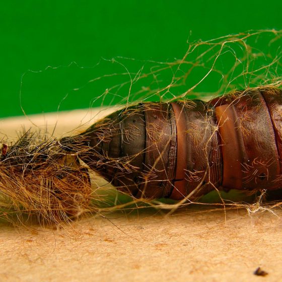 Lymantria dispar, resti della crisalide e dell'ultima muta del bruco - Foto di Giampaolo Filippucci, Tiziana Ravagli (Trevi)