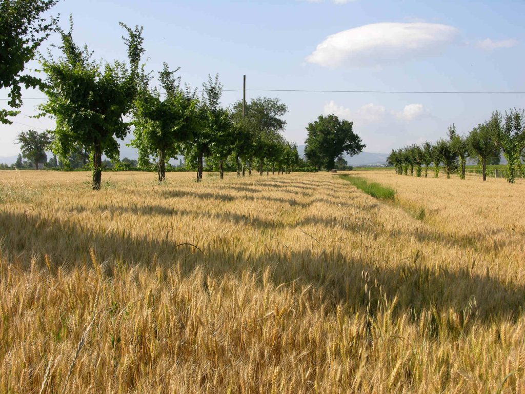 Viti maritate nella campagna di Trevi