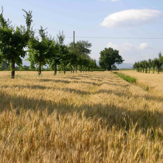 Viti maritate nella campagna di Trevi