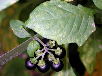 Erba morella