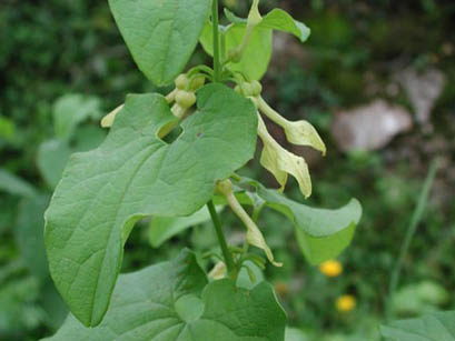 Aristolochia clematide