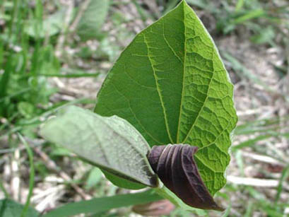 Aristolochia, erba astrologa