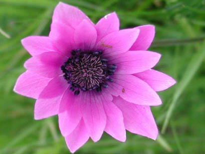 Anemone stella, fior di stella, anemone dei campi