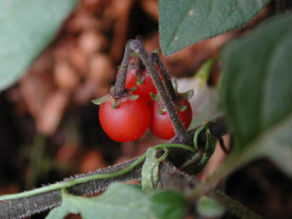 Erba morella pelosa