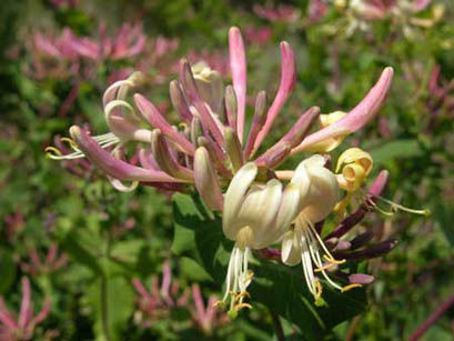 Lonicera caprifolium, infiorescenza - Foto di Giampaolo Filippucci, Tiziana Ravagli