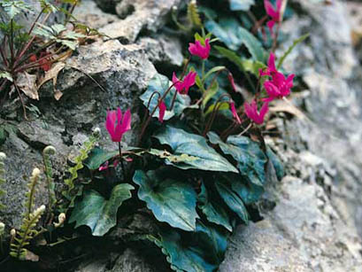 Ciclamino di primavera, ciclamino primaverile