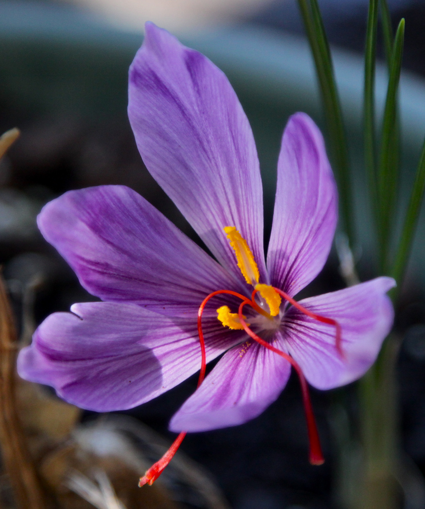 Crocus [photo credit: cskk www.flickr.com saffron flower via photopin creativecommons.org/licenses/by-nc-nd/2.0]