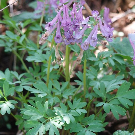 Corydalis solida, colombina solida [da wikimedia, foto di Bernd Haynold Own work, CC BY 2.5, commons.wikimedia.org/w/index.php?curid=730235]