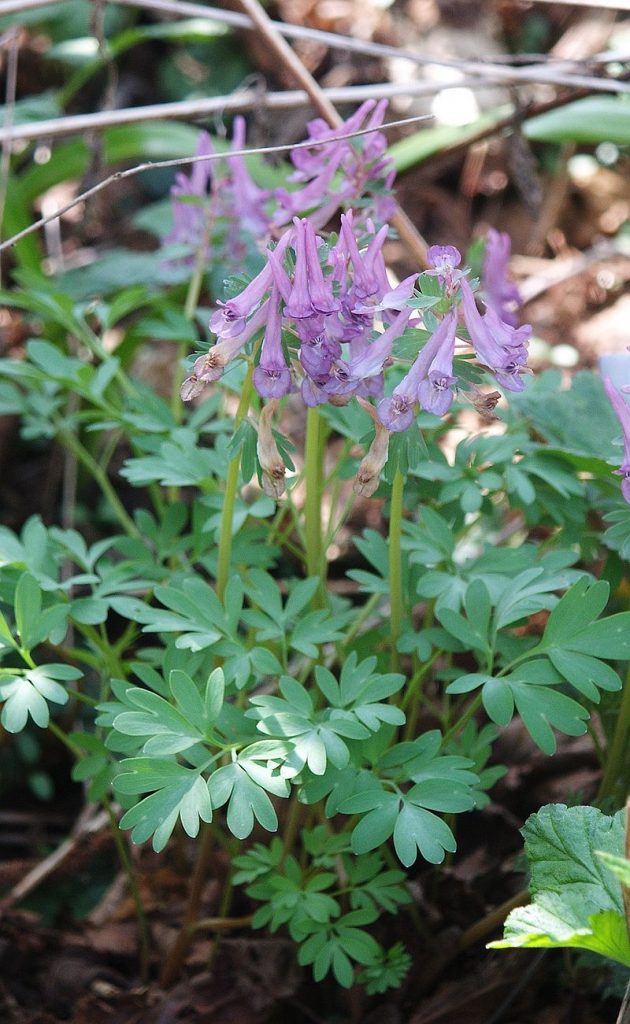 Corydalis solida, colombina solida [da wikimedia, foto di Bernd Haynold Own work, CC BY 2.5, commons.wikimedia.org/w/index.php?curid=730235]