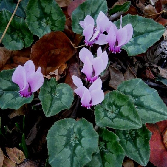 Cyclamen hederifolium, ciclamino autunnale [da wikimedia, foto di Meneerke bloem Opera propria, CC BY-SA 3.0, commons.wikimedia.org/w/index.php?curid=22340405]