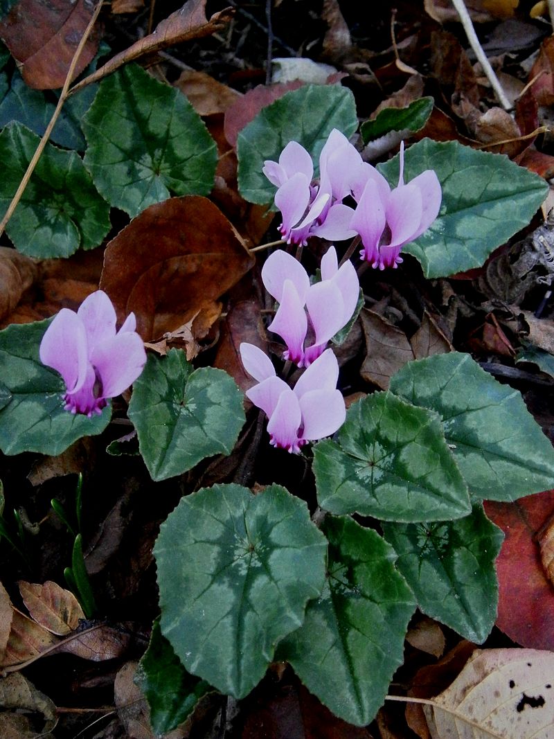 Ciclamino autunnale, ciclamino a foglie d'edera