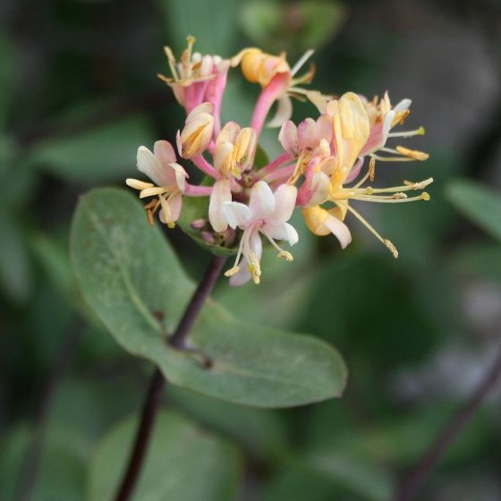 Lonicera etrusca da wikimedia [photo by Franz Xaver - Own work, CC BY-SA 3.0, commons.wikimedia.org/w/index.php?curid=7392908]