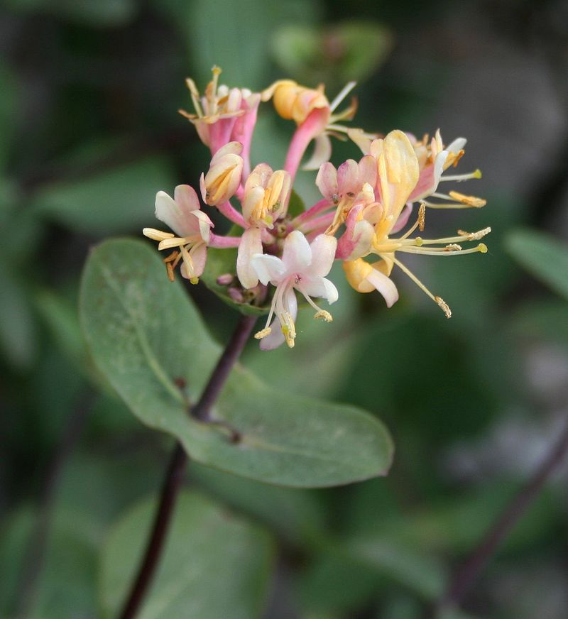 Caprifoglio etrusco, madreselva etrusca