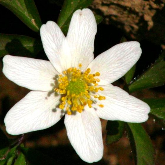 Anemone nemorosa, anemone dei boschi [da wikimedia, foto di Enrico Blasutto di Wikipedia in italiano, CC BY-SA 2.5, commons.wikimedia.org/w/index.php?curid=47815680]