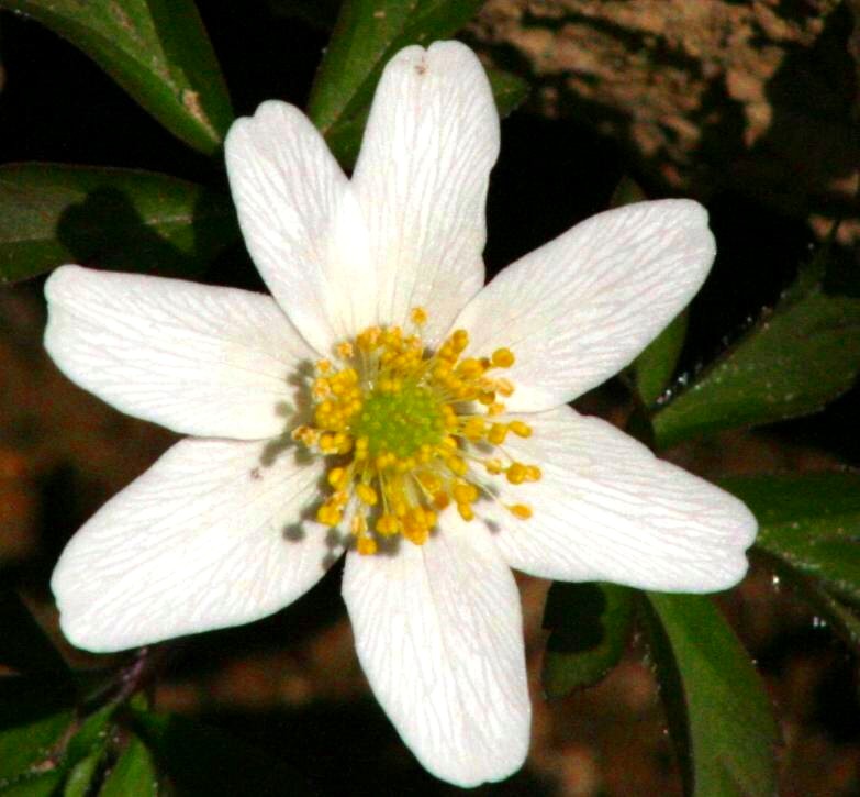 Anemone dei boschi