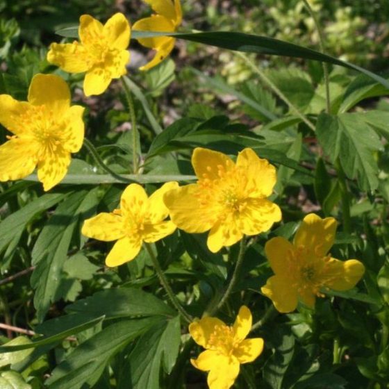 Anemone ranuncoloides, anemone giallo [Da wikimedia, foto di Enrico Blasutto di Wikipedia in italiano, CC BY-SA 2.5, commons.wikimedia.org/w/index.php?curid=47815563]