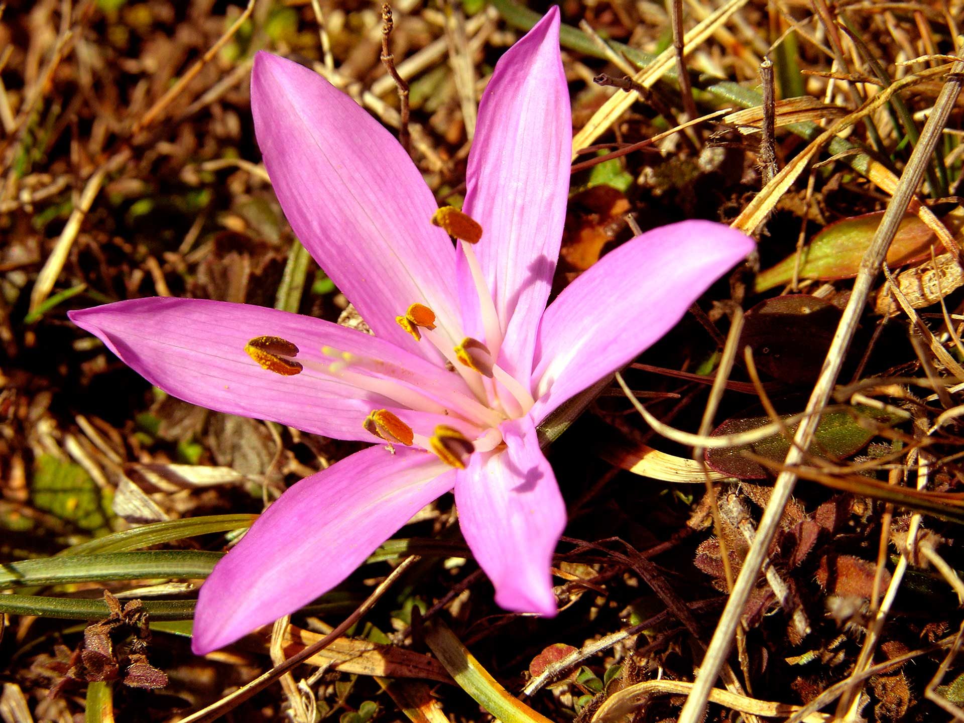 Colchico di primavera, colchico multicolore