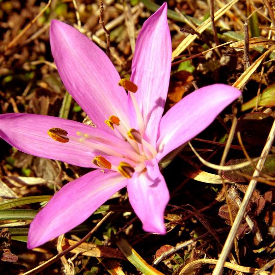 Colchico di primavera, colchico multicolore, : Colchicum bulbocodium subsp. versicolor - Foto di Giampaolo Filippucci, Tiziana Ravagli