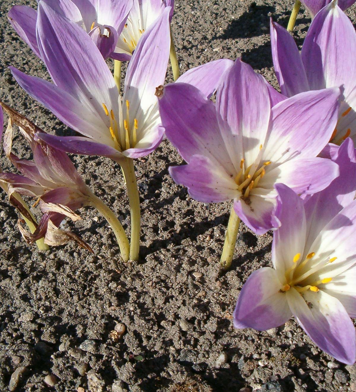 Colchicum sp. [via Wikimedia, foto di BotBln | Opera propria | CC BY-SA 3.0 | Colchicum speciosum Flowers BotGardBln0906.JPG, 2006]