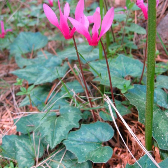 Cyclamen repandum, ciclamino di primavera [da wikimedia, foto di User:Tigerente Opera propria, CC BY-SA 3.0,commons.wikimedia.org/w/index.php?curid=812905]