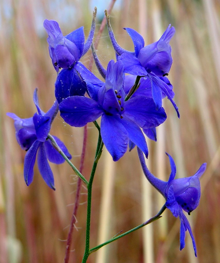 Consolida regalis, Delphinium consolida - Foto di Giampaolo Filippucci, Tiziana Ravagli