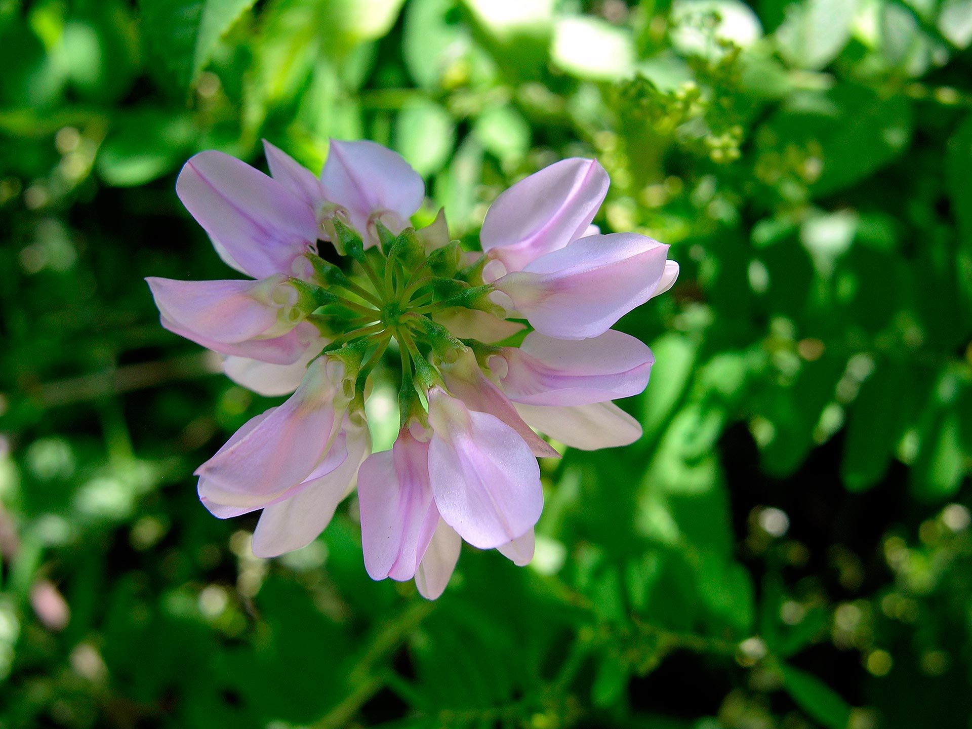 Coronilla, erba ginestrina, vecciarini