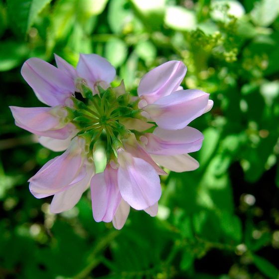 Securigera varia, coronilla - Foto di Giampaolo Filippucci, Tiziana Ravagli