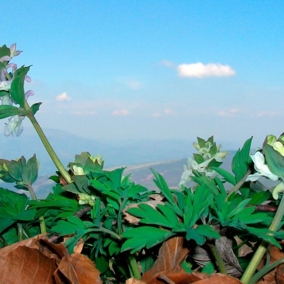 Corydalis cava, colombina cava - Foto di Giampaolo Filippucci, Tiziana Ravagli